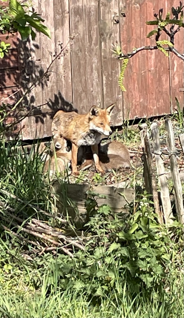 Fox cubs suckle from their mother in the afternoon sun.