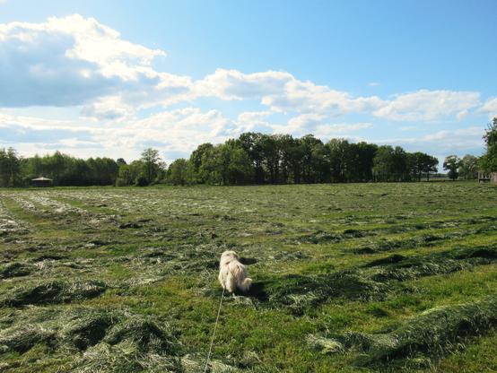 Heu liegt in langen Reihen auf einer Wiese. Mittendrin ein kleiner, heller Mischlingshund mit langem Fell. Am Wiesenende Bäume. Blauer Himmel mit weißen Wolken.