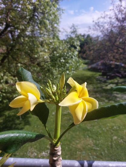 two bright yellow blossoms on a twig, five petals each, more buds in between. a meadow and trees in the background.