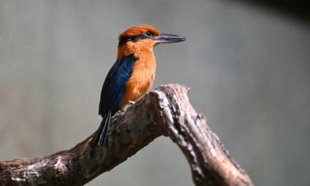Un macho de martin pescador de Guam. (The Washington Post via Getty Images)