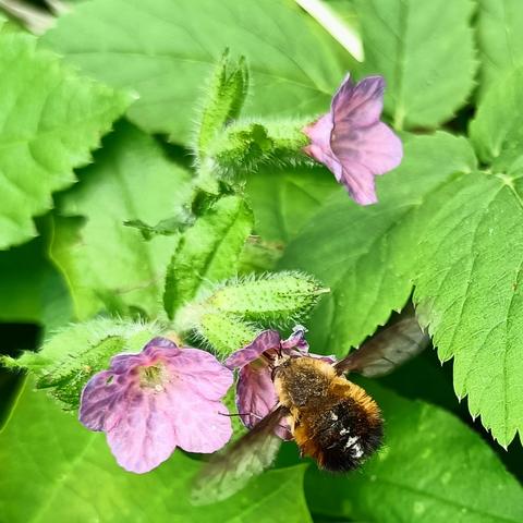 ein wollschweber, das ist ein auf den ersten blick vielleich etwas plump wirkendes insekt, das ein wenig wie eine kleine hummel aussieht, golden behaart ist (daher das woll im namen) und einen nach hinten immer breiter werdenden, vorne spitz zulaufenden schwarzen körper hat und für schwebfliegen vergleichsweise kleine augen, steckt seinen langen grade nach vorne stehenden rüssel in eine von 3 kleinen rosa blüten und steht dabei in typischer schwebfliegenmanier im schwirrflug auf der stelle. die transparent braunen flügel sind bewegungsunscharf