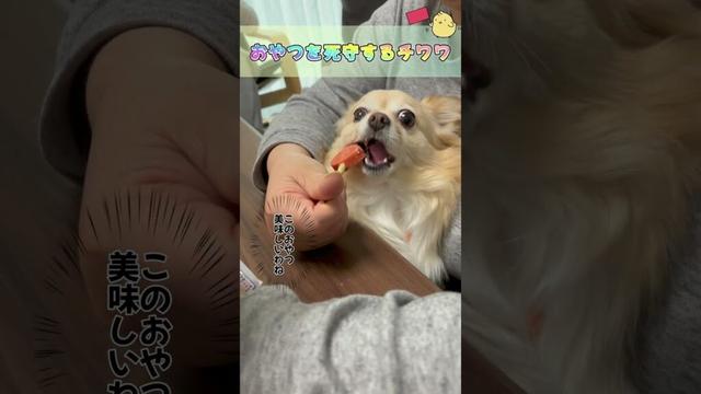 おやつを死守するチワワ #ロングコートチワワ　#犬 #犬好きさんと繋がりたい #犬と猫どっちも飼ってると毎日たのしい #多頭飼い