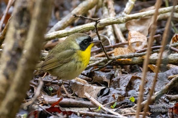 A near-round warbler with yellow thoat and black mask gazes thoughtfully into damp underbrush.