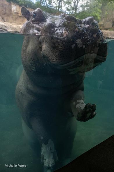 Azure Generated Description:
a large black animal (23.56% confidence)
---------------
Azure Generated Tags:
animal (99.87% confidence)
mammal (99.68% confidence)
marine mammal (93.82% confidence)
hippo (93.10% confidence)
outdoor (90.07% confidence)
water (89.52% confidence)
swimming (85.10% confidence)
hippopotamus (84.52% confidence)
zoo (72.82% confidence)
rock (54.58% confidence)