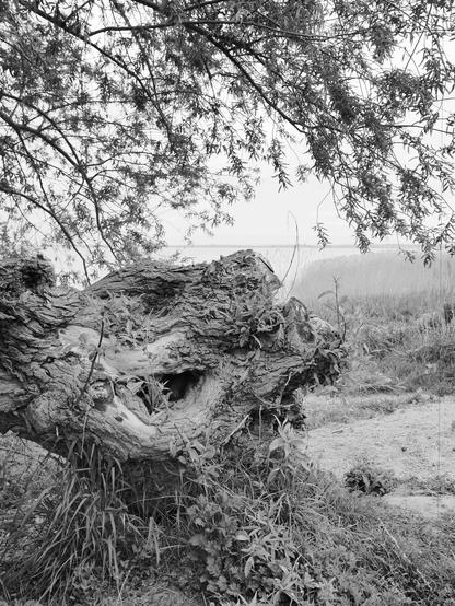 The image depicts a black and white scene of a landscape. It features a large, gnarled tree trunk with a prominent hollow, surrounded by grass and foliage. Overhead, branches with leaves extend across the top of the image. In the background, there are open fields or marshlands visible, contributing to a natural, serene setting.