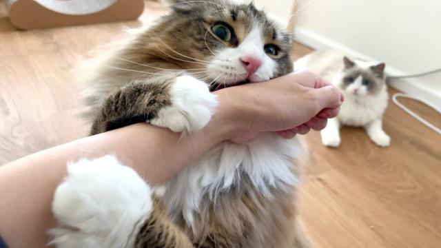 初めてのマタタビでおかしくなっちゃったデカ猫と子猫