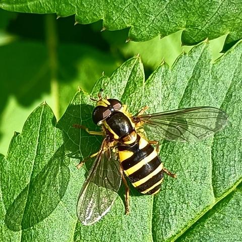 am gezackten rand eines giersch-blattes sitzt eine schwebfliege. der körperbau ist ganz klar der einer fliege, 2 abstehende transparente flügel, enorm große augen, proportionen wie bei anderen fliegen auch. aber die färbung! die lässt viele sie mit einer biene oder wespe verwechseln, und das ist auch genau der sinn dieser mimikri, das dient ihrem schutz. sie ist komplett schwarz-gelb, der hinterleib so geringelt, eine den wehrhaften stechfähigen insekten entliehene warnfarbe, dabei sind die völlig harmlos.