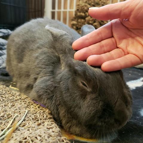 Small grey rabbit in loaf pose being petted by her human.