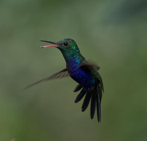 A scolding hummingbird is hovering with an open beak and an angry spark in his eye. The back of his head is green but his throat is more of a blue-green that quickly shades to a deep violet blue. This is the male Violet-bellied Hummingbird. Canopy Tower, Panama. Photo by Peachfront. April 2025.