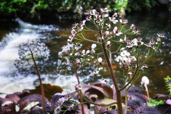 A close-up shot shows stalks of Pyramidal Saxifrage with clusters of small white flowers with red centers, set against a blurred background of a flowing river and green foliage.