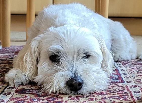 Ein weißer Hund, der Bundeskanzler werden wollte liegt zutiefst erschüttert auf einem Perserteppichimitat.