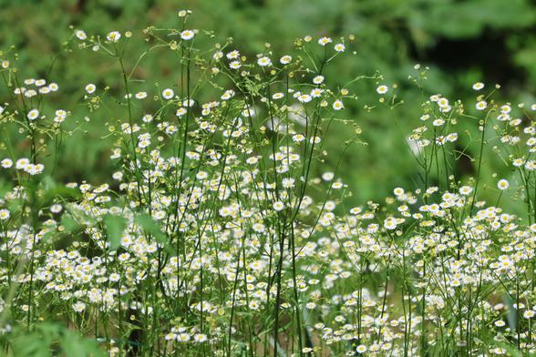 A hundred or so small flowers. Each one has many thin white petals and a yellow center.