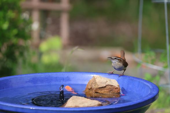 Small brown bird with a white belly, and a white stripe over the eye. It is perched on the rim of a blue glazed bird bath. There are two large rocks in the bird bath, also a solar powered fountain, and a floating glass goldfish.