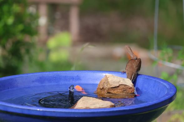 Now the bird is bent down, drinking the water.