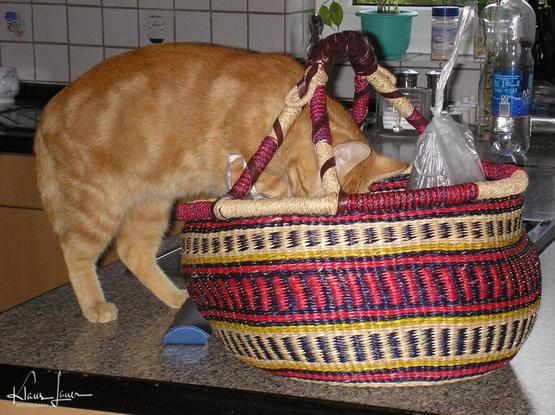 Ein roter Kater steht mit den Vorderläufen in einem Einkaufskorb, der auf einem Küchentisch steht. Der Kopf ist komplett im Korb verschwunden.