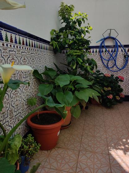 Vista de un patio andaluz. En primer plano se ve una cala, a continuación una parra, una aspidistra, un limonero y una hortensia. La pared está cubierta de azulejos hasta la mitad. Un rayo de sol entra por un lateral.