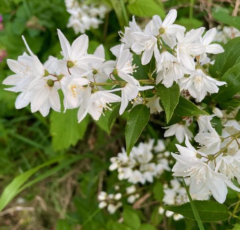 Lovely, delicate white flowers against vibrant green leaves. Apple Photos identified them as "Pride of Rochester."
