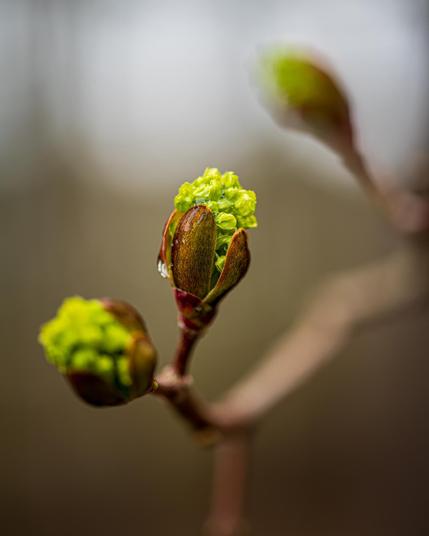 The image shows a close-up of a plant bud beginning to bloom. The bud is opening up to reveal small, bright green leaves or flowers. The background is blurred, highlighting the main subject in focus.