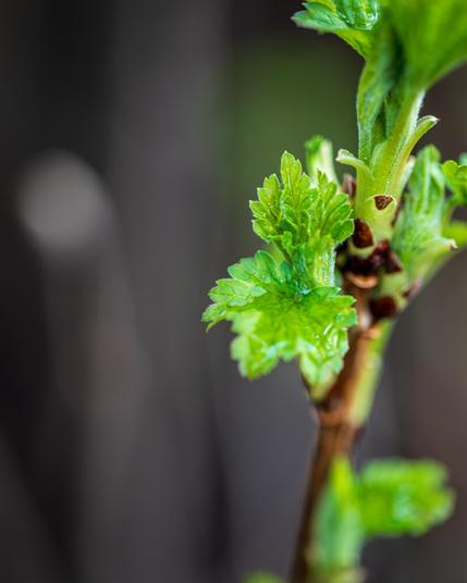 The image shows a close-up of a young plant or sprout. There are fresh green leaves emerging, suggesting new growth. The background is blurred, highlighting the plant.