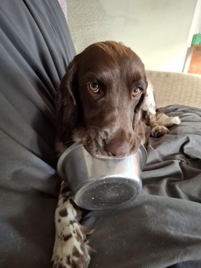 A mostly brown springer spaniel is facing the camera, laying on a chair, with a steel bowl in her mouth. She is looking hopeful.