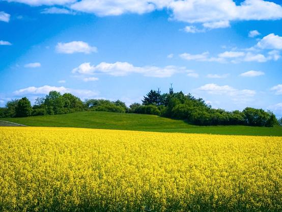 Ein weites, leuchtend gelbes Rapsfeld erstreckt sich unter einem strahlend blauen Himmel, durchzogen von sanften, weißen Wolken. Dahinter erhebt sich ein sanft geschwungener grüner Hügel mit dichter Baumreihe, aus der zwei Funkmasten wie stille Wächter in den Himmel ragen. Die Szene strahlt eine friedliche, sommerliche Weite aus – ein Moment voller Licht, Ruhe und lebendiger Natur.