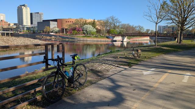 Blue and black Roubaix bicycle leaning on a metal railing off the Bear Creek/Zumbro North Trail with the confluence of Bear Creek and the Zumbro River behind. On the other side of the river is the tan brick Mayo Civic Center, aluminum clad Rochester Art Center and other downtown buildings, along with the bike/ped bridge over the river. In front of the civic center are several flowering crab apple trees, with white blossoms and pink blossoms. The sky is blue and reflected in the water. To the right of the bike are a pair of Large Canada Geese with a half dozen newly hatched goslings.