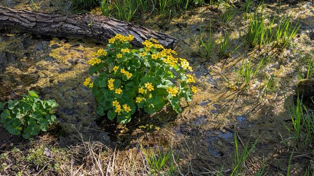 Marsh Marigolds, a robust plant with green lobed leaves and many small yellow flowers sitting in a swampy area with a downed tree branch behind and smaller MM plants in front.