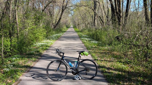 Blue and black Roubaix bicycle parked in the middle of the Douglas State Trail which heads straight back to its vanishing point. On either side is green foliage and trees with new leaves. About 15 yards behind the bike are stands of False Rue Anemone on either side, small white ephemeral wildflowers.