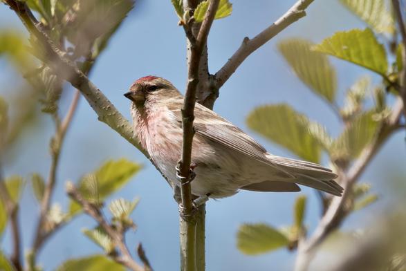Redpoll with ring