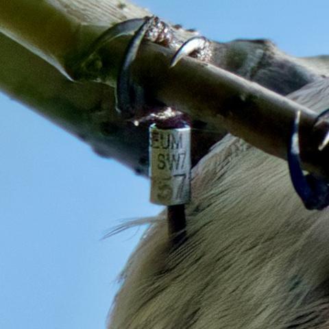 Closeup of ring on Redpoll
