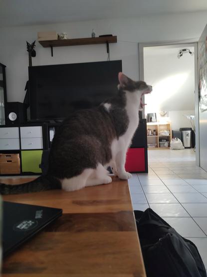 Der Kater Sammy sitzt auf einem Holztisch im Wohnzimmer und gähnt mit Leib und Seele