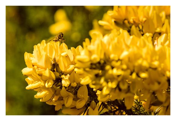 A close-up view of yellow gorse flowers with a bee sitting on one of the flowers.