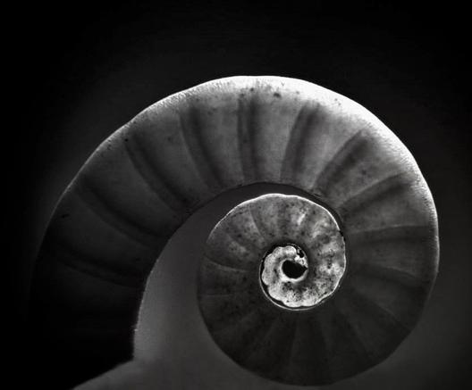 Image shows a side view of a rams horn shell, a tiny spiral part back lit for effect and in black and white too