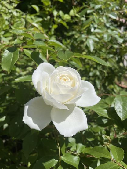 A single white rose just mid bloom, surrounded by dark green rose leaves