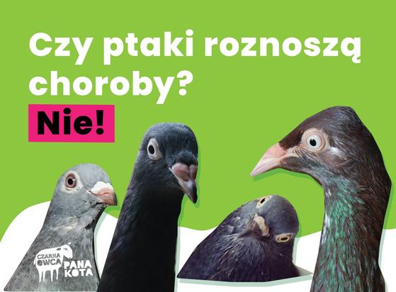 Na zdjęciu są 4 gołębie z przekrzywionymi główkami oraz napis Czy ptaki roznoszą choroby? Nie! oraz logo Fundacji Czarna Owca Pana Kota