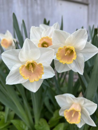 A clump of daffodils in full bloom. They have light creamy petals with an orange cup in the center. The orange has a pink blush inside the cup. There are vibrant green stems and leaves in the background.