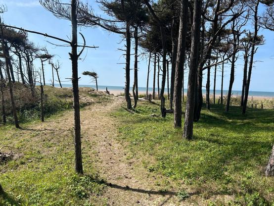 Sparse pines in foreground, beach with sea in the background