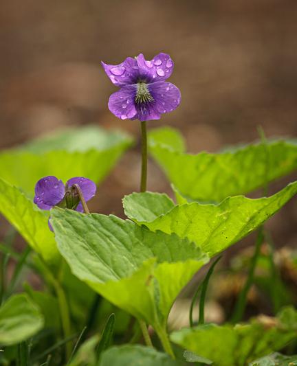 A rabbit's eye view of a raindrop covered wild, purple violet emerging from the leaves below. The focus is on the flower, the background is blurred emphasizing it as a portrait of a violet.