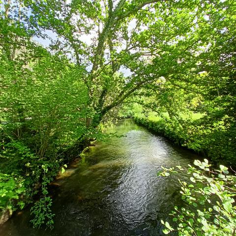 Río calmo entre a somnra das árbores