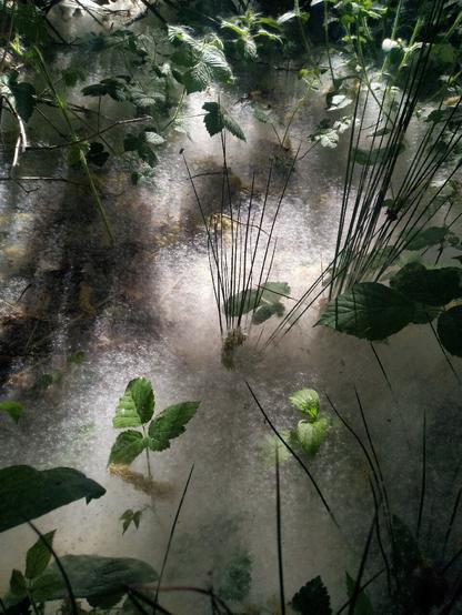 Fluffy seedheads from Goat or Grey Willow litter a woodland floor.
 It looks like snow. 
Through it is growing new vegetation of different sorts. 
The sun is illuminating the scene from behind at a shallow angle.