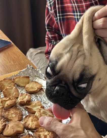 A pug dog looks down in a tray of food. A pair of hands holds the dog back by the scruff of its neck while the dog's tongue sticks from its mouth.