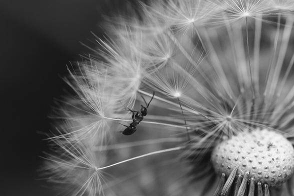 Suspension. 🐜

Canon R6 + RF 100mm Macro

#photographie #macro #macrophotography #blackandwhite #blackandwhitephotography #noiretblanc #fourmi #formicidae #ant #nature #pissenlit #jardin #garden #insect #insectphotography #photographer #photographie #CanonR6 #LifeForTheStory