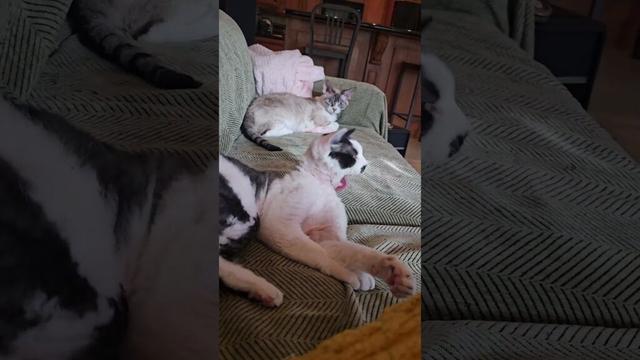 Tiny Devon Rex Cat Has Wild Morning #shorts