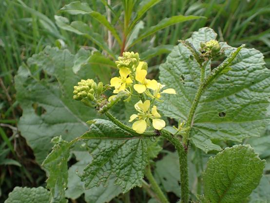 Yellow flower of Charlock. Not seen these round here before. Edge of a field. I thought it was oilseed rape until I got up close.