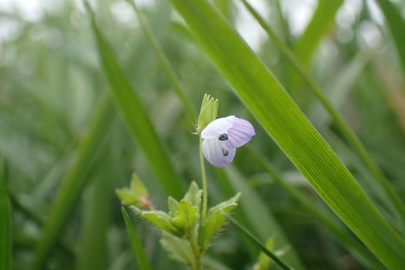 Common Field-speedwell. Easy to miss these tiny blue speedwell flowers hiding in the grass.