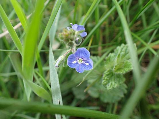 Germander Speedwell. Everywhere. Every time I stopped today these little blue flowers were there. I do like them.
