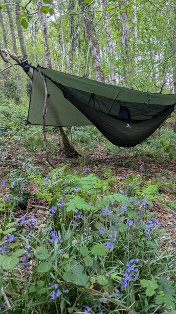 hammock in trees above bluebells