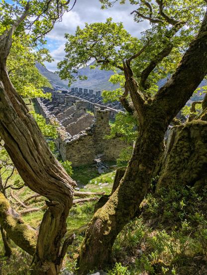 miners cottage ruins, shot through a v shape tree
