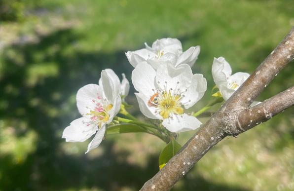 Four pear flowers, each with five white petals and pretty anthers and stigma