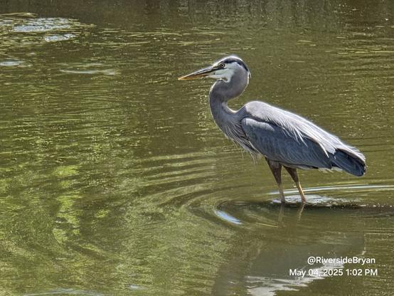 Tall, majestic bird wading in waters in search of food.